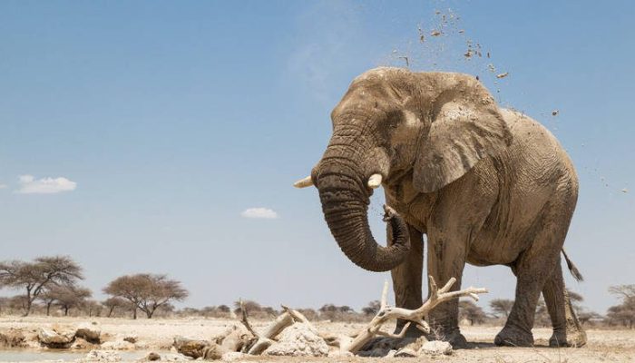 elephant1