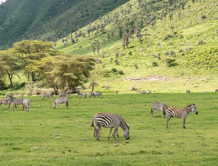 ngorongoro